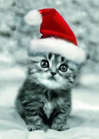 Christmas Kitten Santa Cat Cute Animal Picture