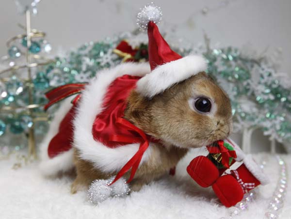 Cute Christmas Animal Bunny Santa Hat Suit