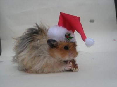 Santa Hamster Cute Christmas Picture